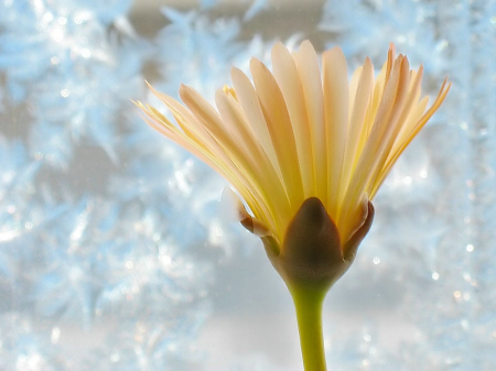 Flower and Ice