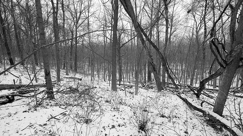 Winter Woods - ID: 16036234 © Larry Lawhead