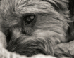 Close Up of Minni...