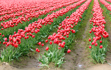 Tulips All Decorated in Rows