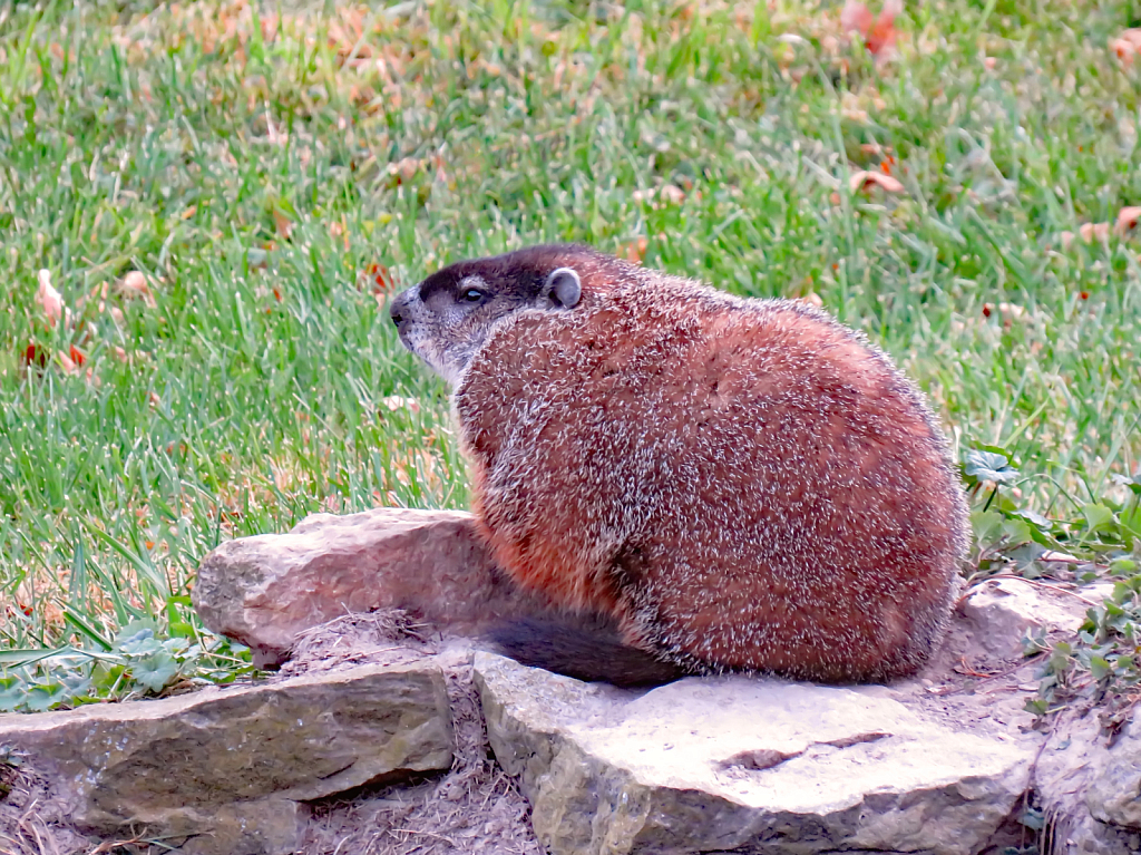 img7