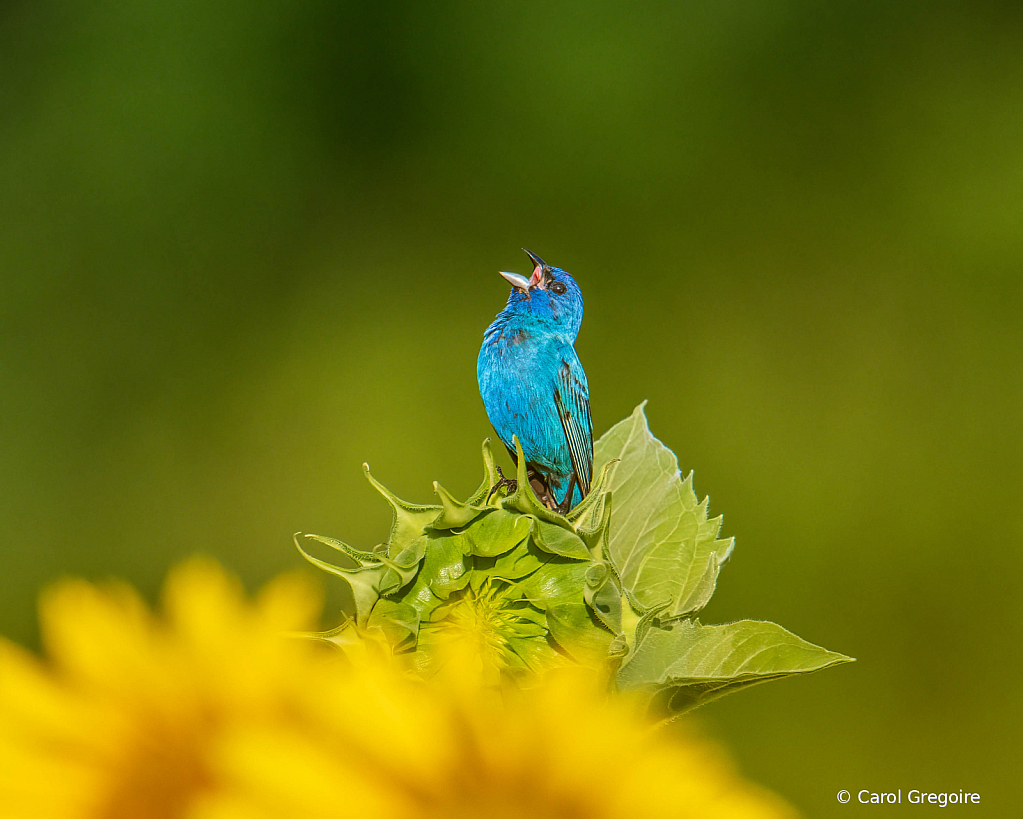 Singing on the Bud - ID: 16036302 © Carol Gregoire