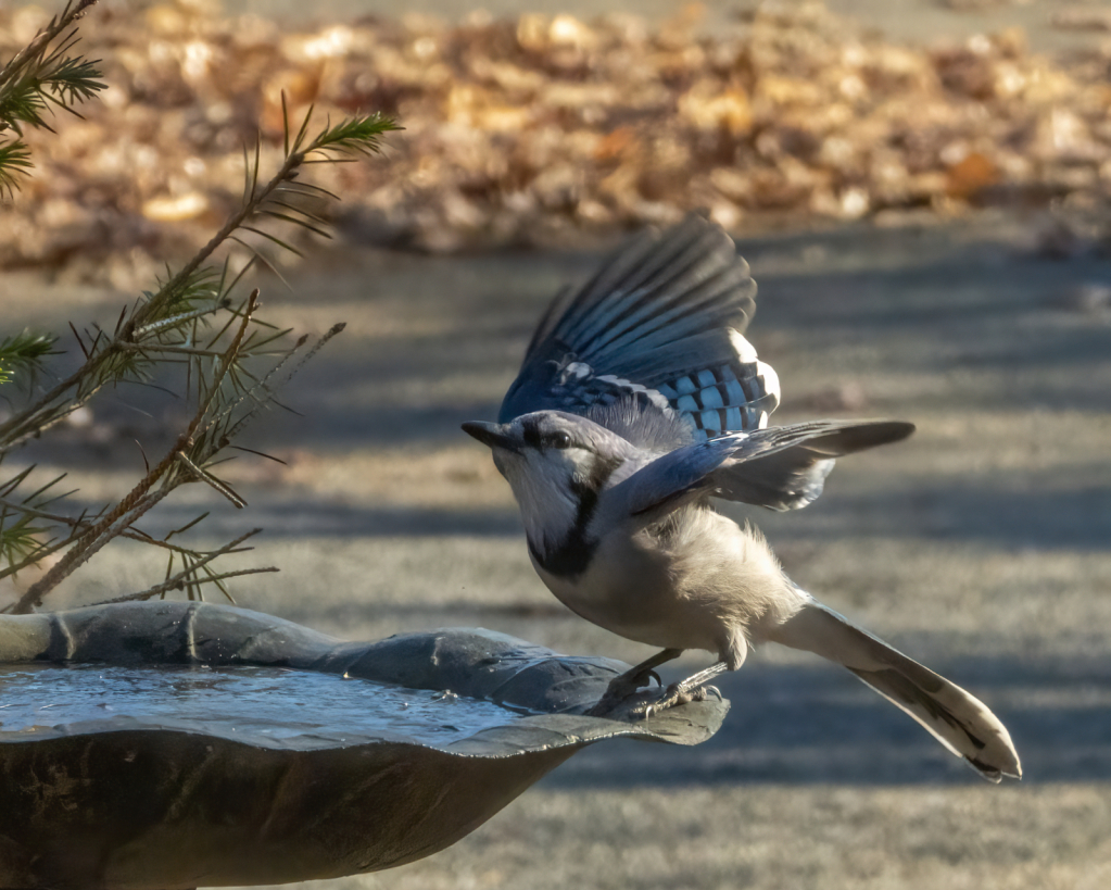 Couple O Blue Jays