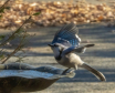 Couple O Blue Jay...