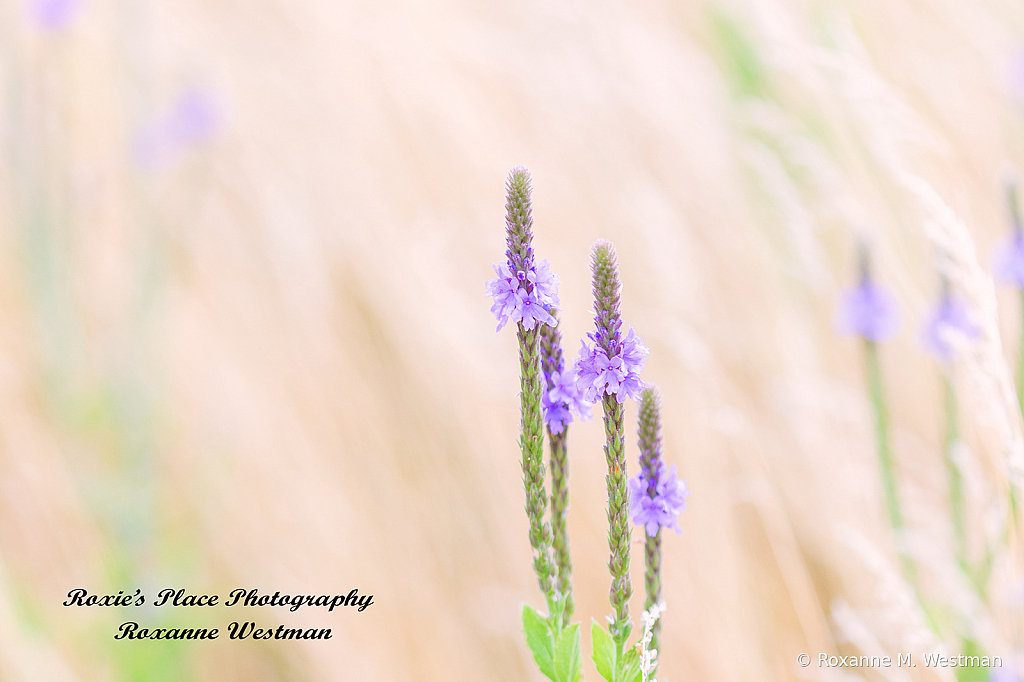 Prairie wildflowers - ID: 16036423 © Roxanne M. Westman