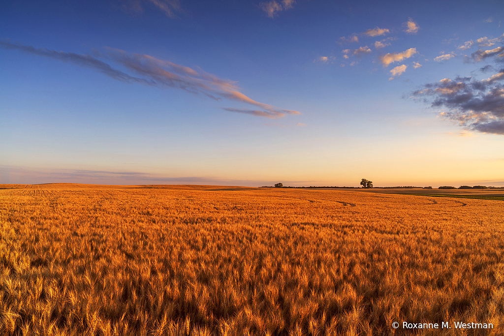 Golden North Dakota wheat field - ID: 16036442 © Roxanne M. Westman