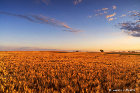 Golden North Dakota wheat field