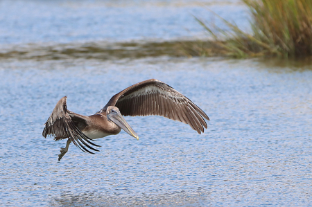 Pelican Taking Off