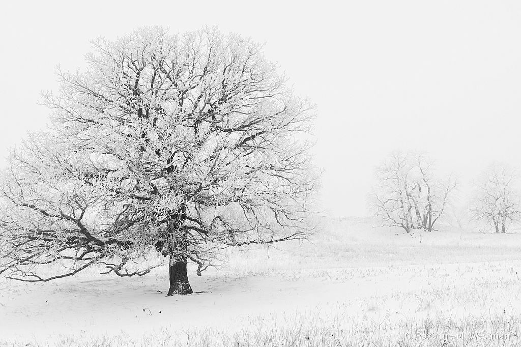 Frosty oak tree in North Dakota - ID: 16036383 © Roxanne M. Westman