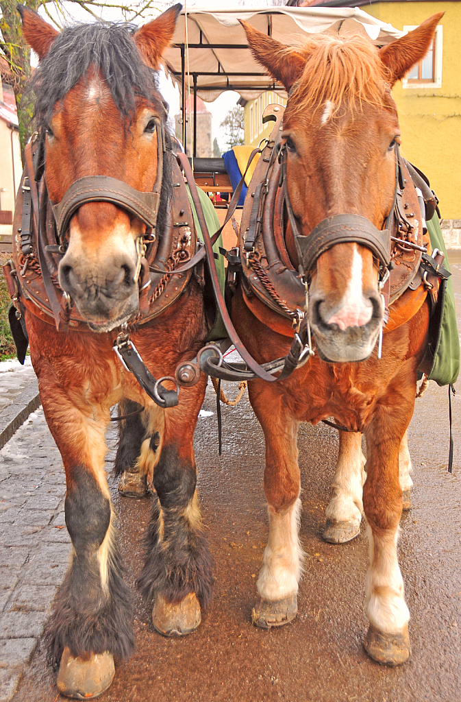 Two Horses on the duty.