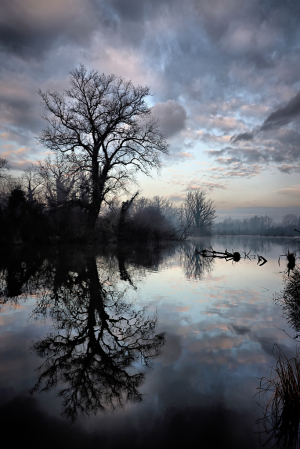 Lake Tree