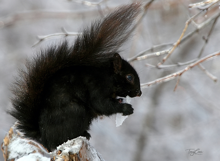 A Little Squirrel Popsicle