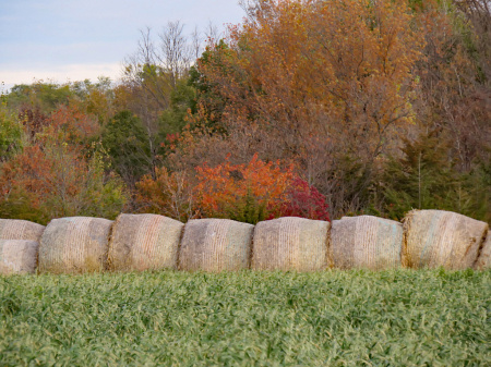Bales And Colors