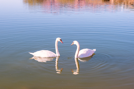 Swans at the pond