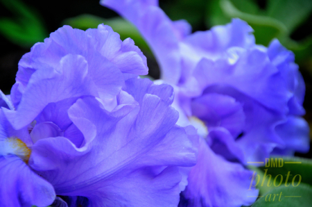 ~ ~ PURPLE RUFFLES ~ ~ 