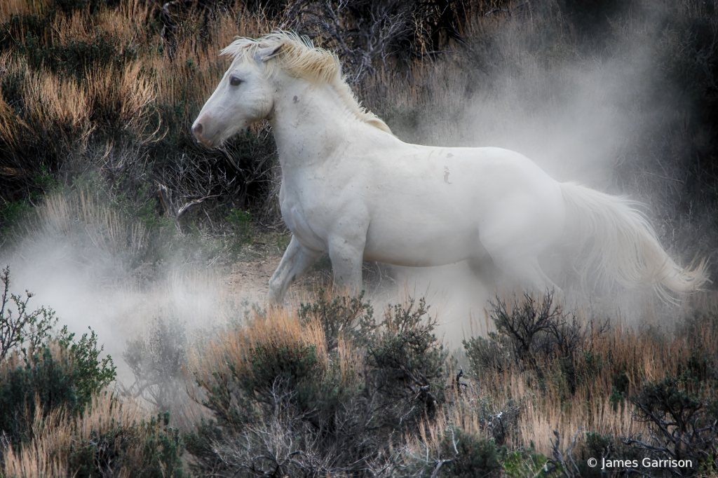 The White Knight