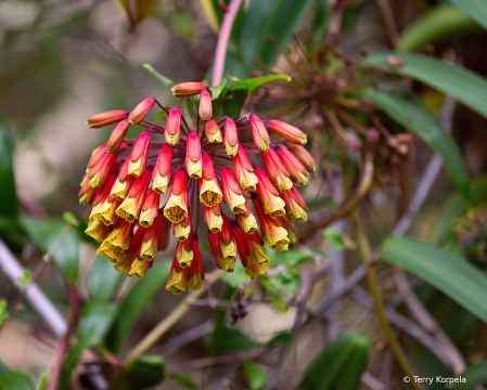 Berkeley Botanical Garden 