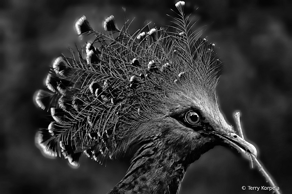 Victoria Crown Pigeon B/W - ID: 16036657 © Terry Korpela