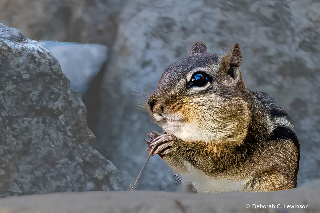 Chipmonk