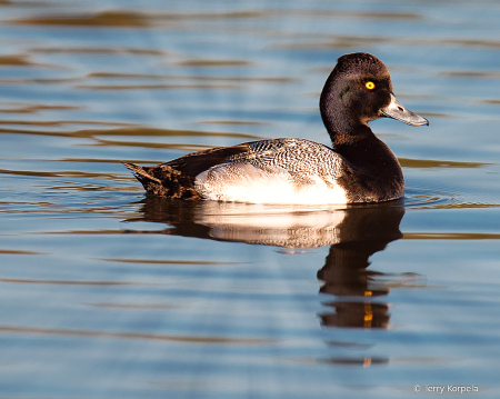 Greater Scaup (Male)