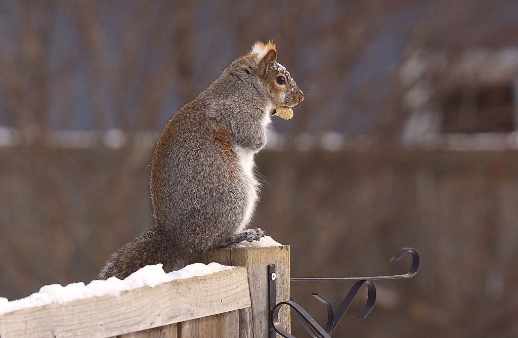 Gray Squirrel-hanging on to its peanut