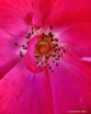 Rose Pollen 