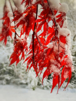 February 2022 Photo Contest 2nd Place Prize Winner
