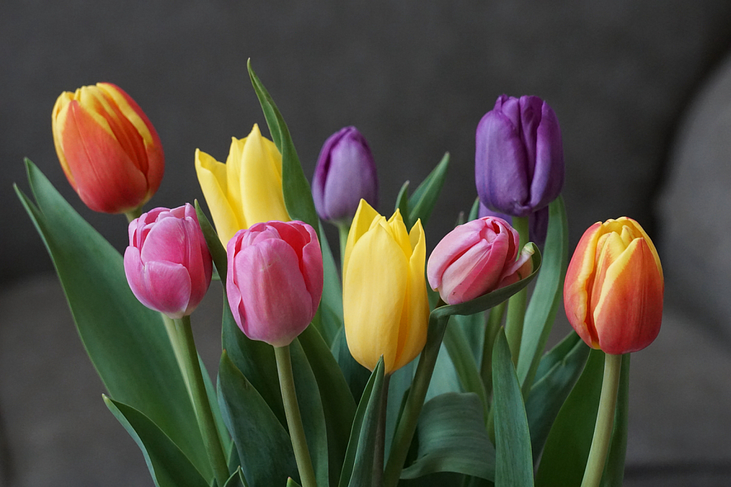 Tulips