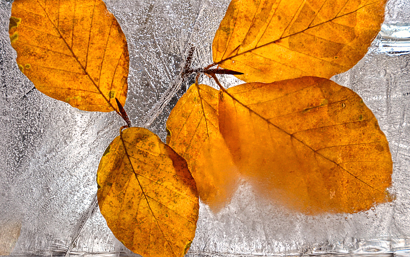 Frozen Leaves