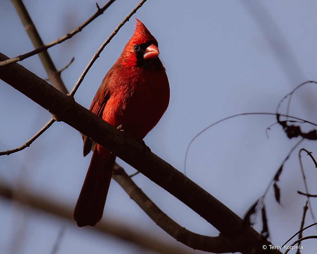 Cardinal on a Dreary Day - ID: 16036865 © Terry Korpela