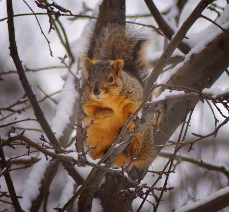 Chilly Morning for a Squirrel