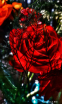 My Rose 