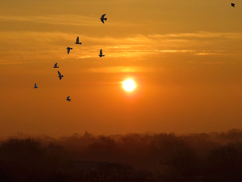 Fly-By At Sunup