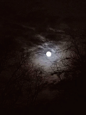 Full moon framed by the trees