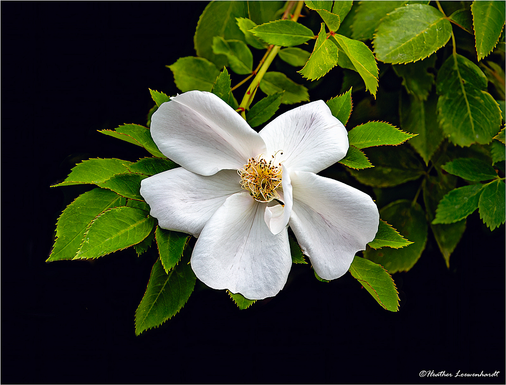 Wild White Rose