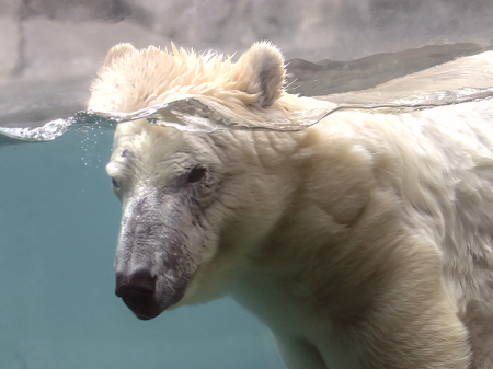 Polar Bear Swimming