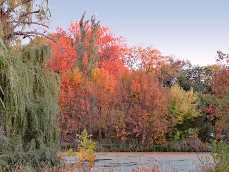 Colorful Trees By The Pond