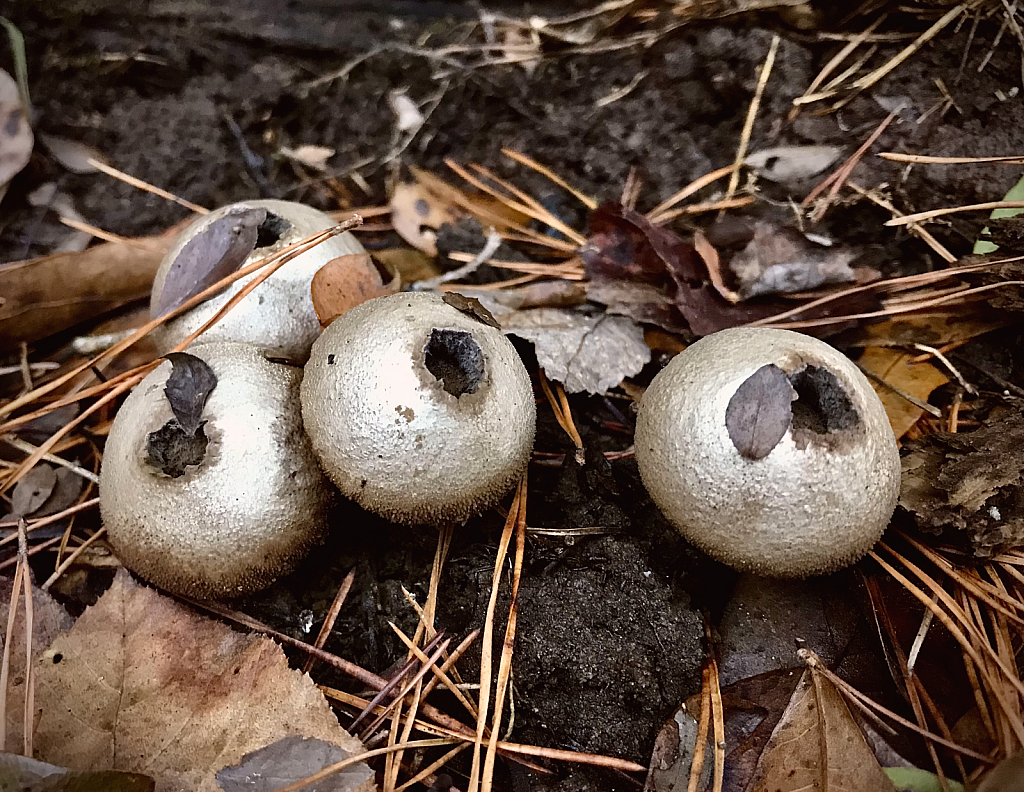 Puffball Mushroom Quartet 