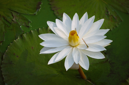 White Waterlily