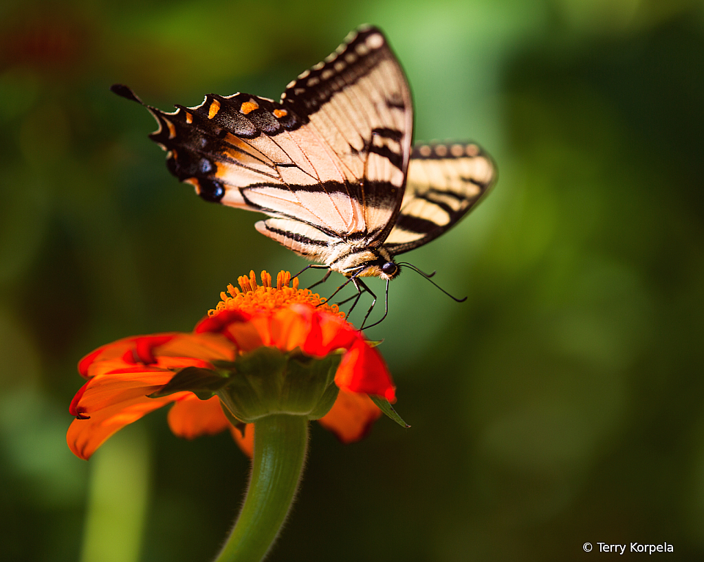 Butterfly - ID: 16039763 © Terry Korpela