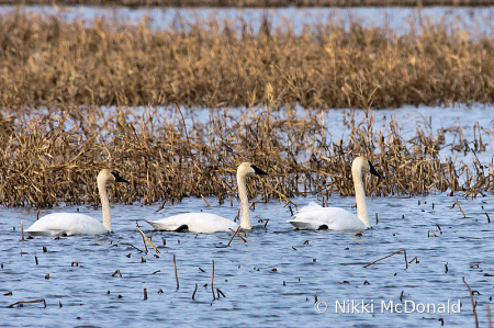 Three Swans A-Swimming
