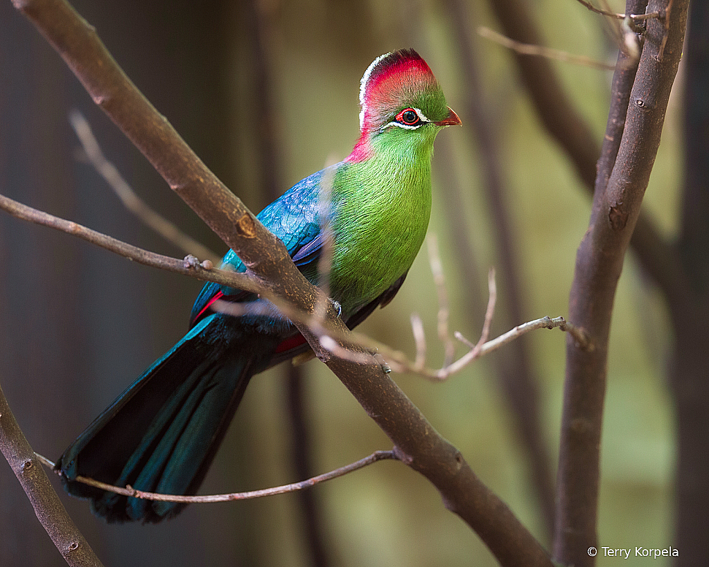 Fischer's Turaco - ID: 16039850 © Terry Korpela