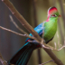 © Terry Korpela PhotoID# 16039850: Fischer's Turaco