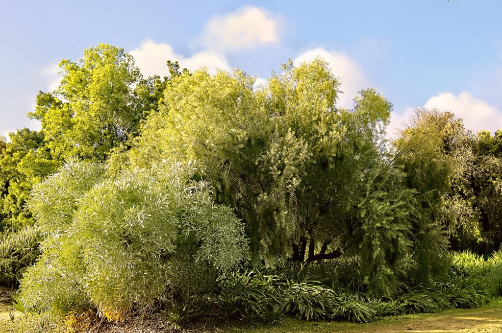 Shades of Green - ID: 16039857 © Kelley J. Heffelfinger