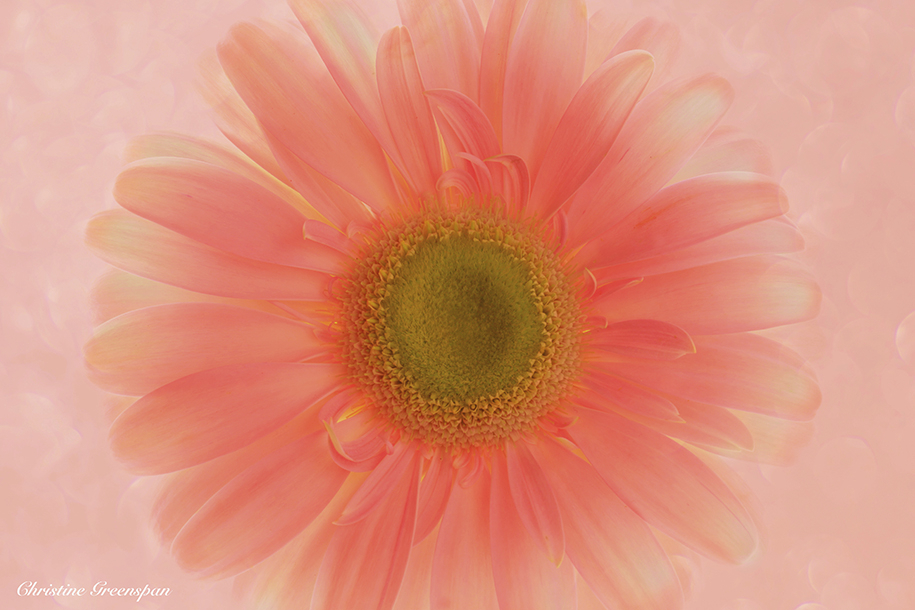 Gerbera Daisy