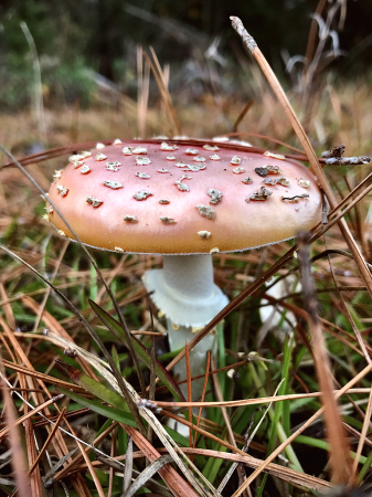 Faded Fly Agaric
