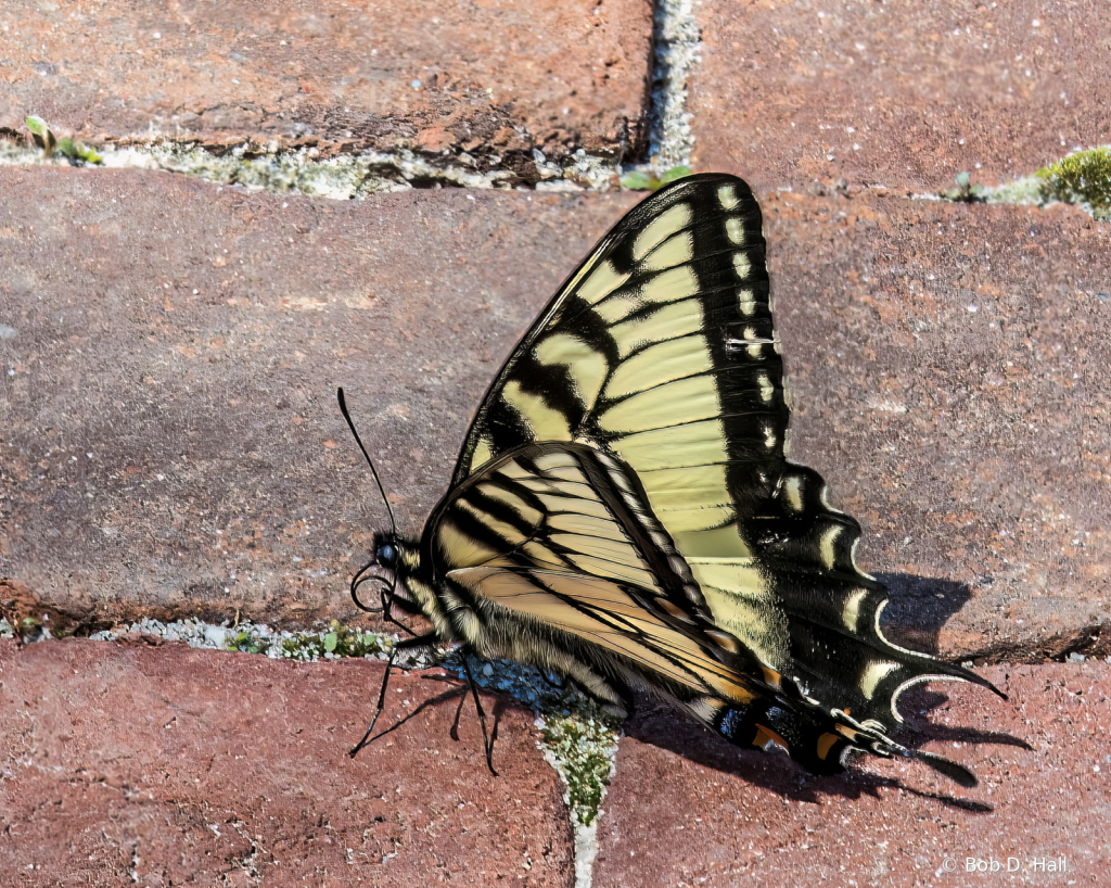 Beauty on the Bricks