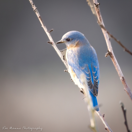 Contemplative Bluebird