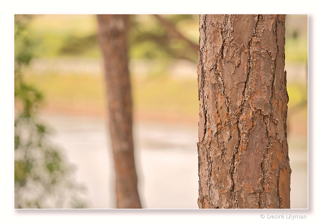 Trees, leaves and barks.