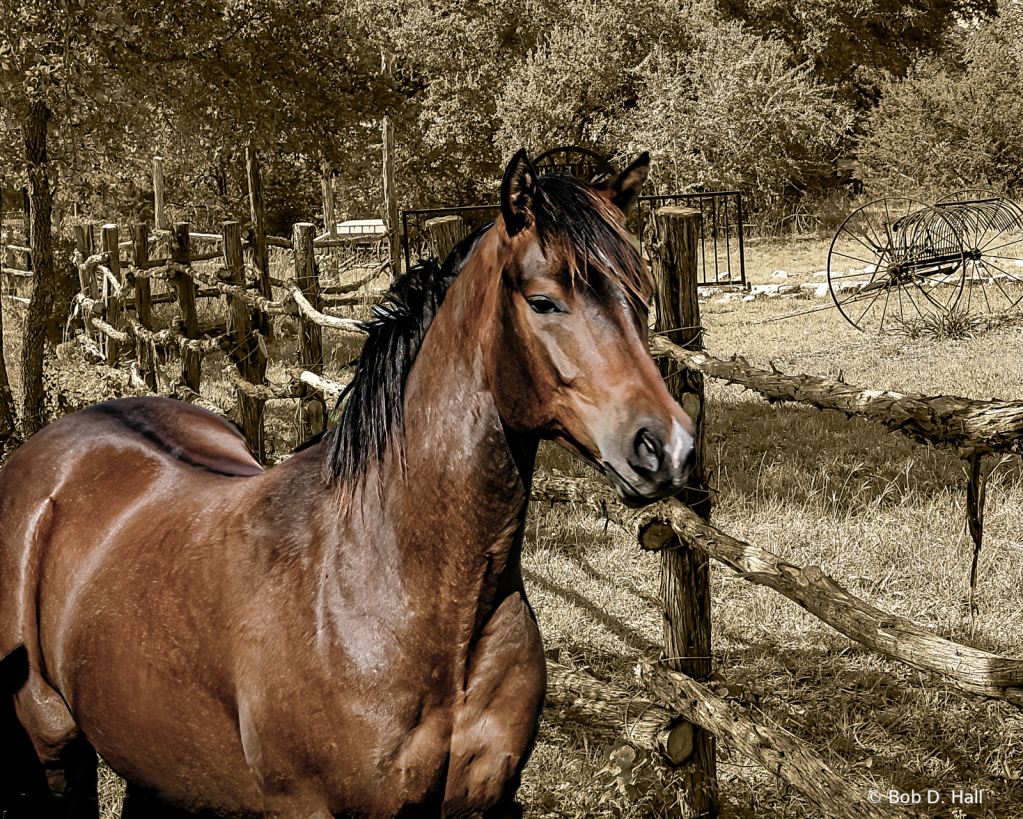 Horse by the Rail